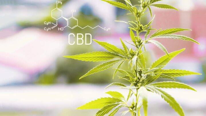 Where Can I Buy Wholesale CBD In 2022?